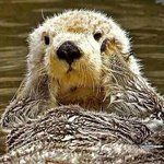 [댓글부탁해] <b>A라인</b> 반바지