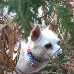 <b>송탄</b> 지장초교 강아지 잃어버리신분