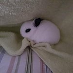 [토끼판] <b>생후</b> 6주된 아가토끼 분양합니다~