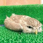 [드루와] 우리반에 명품으로 <b>도배</b>하는 남자애있음