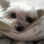 [강아지] 2002년생 아롱이를 소개합니당