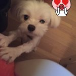 얘덜아 멍냥이들 사진 <b>투척</b> ㄱㄱ