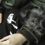 [동행세상] 2개월때 입양가 2달만에 <b>입질</b>한다는 이유로 파양되어 돌아온...