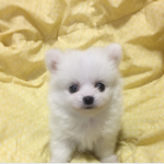 [강아지] 얘는 어떤 <b>종이</b>예요~~?