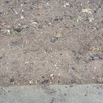 [EXO] 엑소상추성장일기6