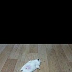 [댓글부탁해] 다이소 누드<b>쌍</b><b>테</b>