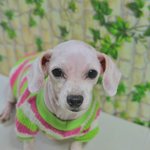 사랑받을 준비가 되어있는 말티즈 <b>유민</b>이예요!