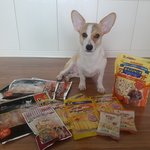 No6 콩이 (<b>웰시</b>코기이이잉)