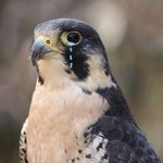 <b>매가</b> 불닭볶음면을 먹으면