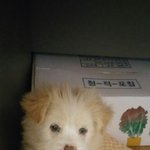 [강아지] 영하의 날씨에 추위에 떨고 있던 4개월 <b>렉스</b>