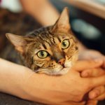 [고양이] 부부와 함께하는 동거묘 세마리 17 - 탱자와 드론