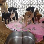 [동행세상] 밀양보호소에서 구조한 어미견 나래와 6마리의 새끼들