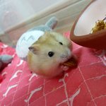 [드루와] 애들아 내가키우는 햄스터야ㅎㅎ