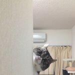 [퐁타네] 보고 있어도 보고 싶은 냥이들