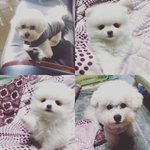 우리집 강아지 <b>비숑</b>호두와 포메수정이