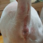 강아지 미용한뒤 상처나고 X신소리 까지 들었네요