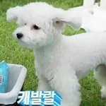 [EXO] 강아지 키우게되면 꼭 한마리는