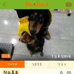 [강아지] 안락사 <b>직전</b>의 아이들 한번만 봐주세요.