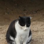 [EXO] 집 앞에서 길고양이 발견했는데 친해져볼까 추반 좀