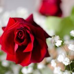 <b>잔인</b>함 주의 볼수 있음 봐