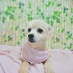 <b>복이</b>/스피츠/남아(중성화완료)/4살/6kg   * 사람이 손길을...