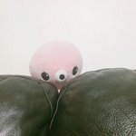 [댓글부탁해] <b>문어</b> 자랑 글