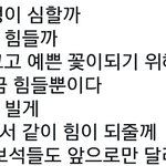 [세븐틴] <b>캐럿들</b>아