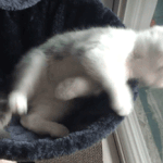 [EXO] 야 냥이 좋아하냐