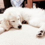 골든 리트리버 <b>루시</b> 사진들