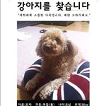 안양시 <b>석수동</b> 갈색푸들 찾습니다