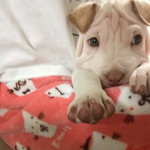 강아지가 <b>배변</b>을 잘 못가려요.,..ㅠ_ㅠ