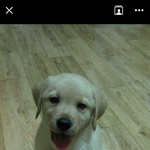 [순덕이] 래브라도리트리버 순덕이