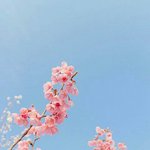 얘들아 나 복숭아 꽃 <b>스킬</b> 효과봤다