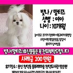 유기된 말티즈 빛나를 찾을수있게 도와주세요