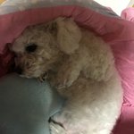 [EXO] 우리집개57) 자는 <b>푸름</b>이 깨워서...ㅋㅇㅌㅋㅋ