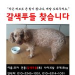 안양시 <b>석수동</b> 갈색푸들 잃어버렸어요ㅠㅠ 한번만 봐주세요. (안양...