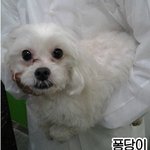 [강아지] 아래턱돌출 안락사를 기다리던 말티즈 퐁당이