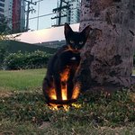내 고양이가 <b>악마</b>로 의심될 때;