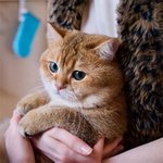 당장 <b>볼살</b> 꼬집꼬집하고픈 냥이