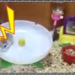 [대박이슈] 진짜 귀여운 <b>햄스터</b>!!!