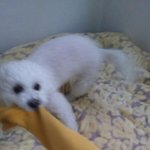 [댓글부탁해] <b>비숑</b> 원래 이렇게 지1랄맞음?????