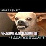 [EXO] 야 이거 실화야?