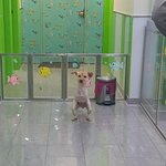 [강아지] 밀양보호소장애견 마린이