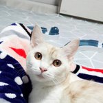 [고양이] 두냥이 구경하고 가세요!(3)