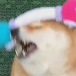 애들아 야영<b>수련</b>회 때 춤추는거