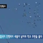 얘들아 <b>단원</b>고 졸업식 때 새떼 왔잖아