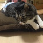 [퐁타네] 나나가 많이 아픕니다