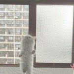 애들아 나 <b>삭발</b>할까