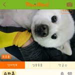 안락시<b>직전</b>의 아이들 살려주세요