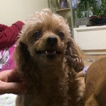 [강아지실종] <b>청도</b>새마을휴게소에서 아라가 실종됐습니다.